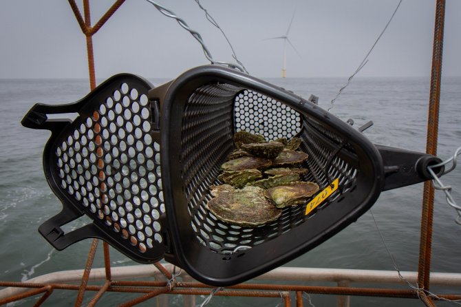 Inheemse platte oesters vind je nu voornamelijk op Zeeuwse kweekpercelen.