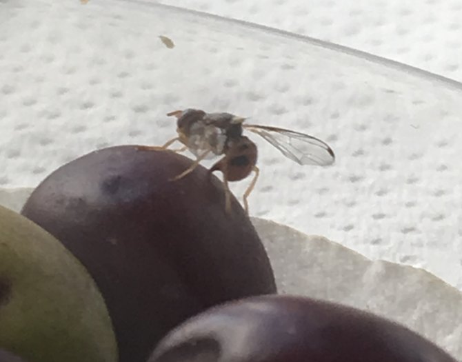Picture2_GIANNOULA BOGKA olive fruit fly 2.jpg
