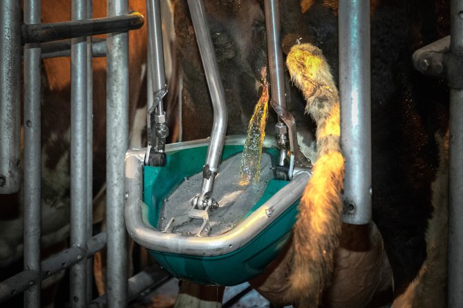 Koe urineert in de Hanskmap CowToilet