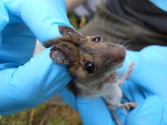 Rodents, such as this wood mouse, are caught to determine their tick burdens
