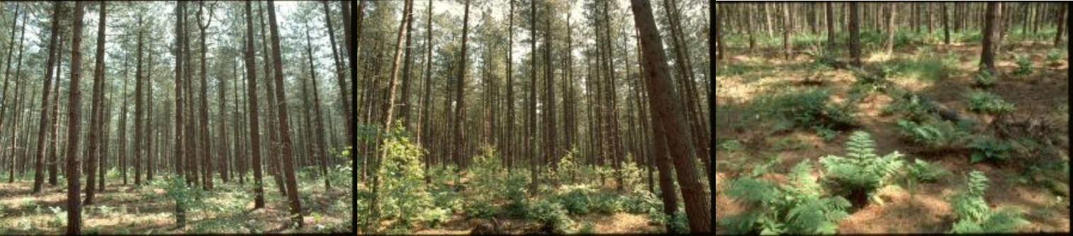 Leenderbos is een heidebebossing uit de twintigste eeuw.