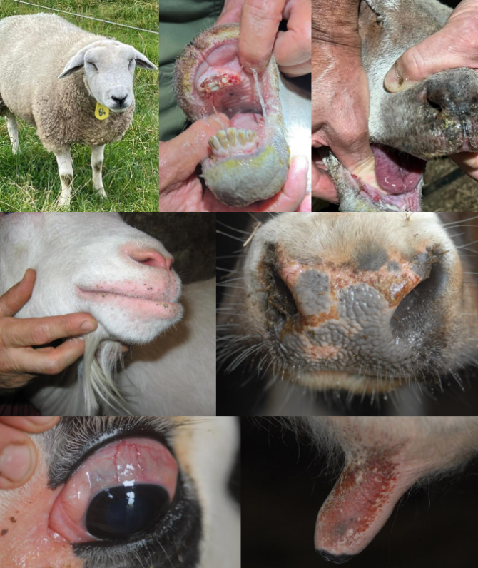 Blauwtong klinisch beeld bij schapen, geiten en koeien (foto's GD)