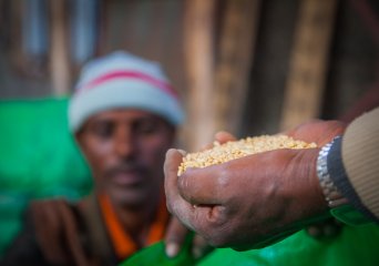 Seed sector alert Ethiopia
