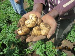 Potato chain in Ethiopia