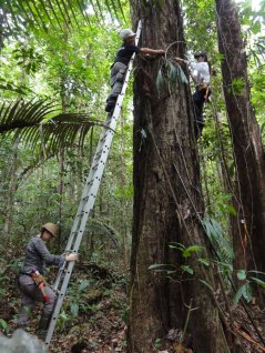 Measuring the size of large trees often requires a ladder in order to reach over buttresses. (Credit: Maxime Réjou-Méchain)