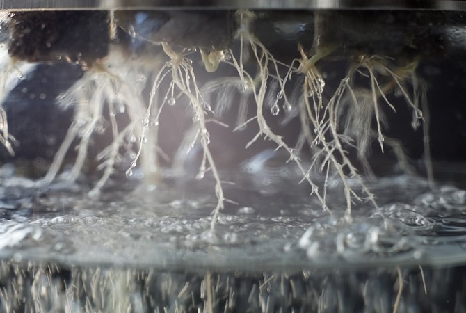 Close-up of a growing system in which the plant roots are placed directly in water. Source: Ivan Karpov/Shutterstock.com