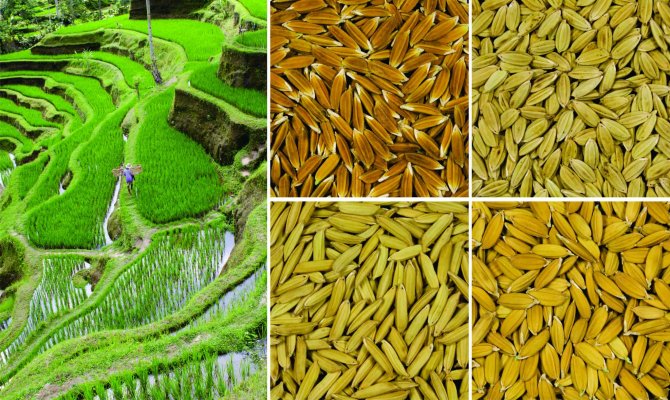 Rice is the staple food for two-thirds of the world population. Farmers experience a large difference between varieties in the speed of quality loss during storage of paddy rice, which are the seeds to be used for the next crop.