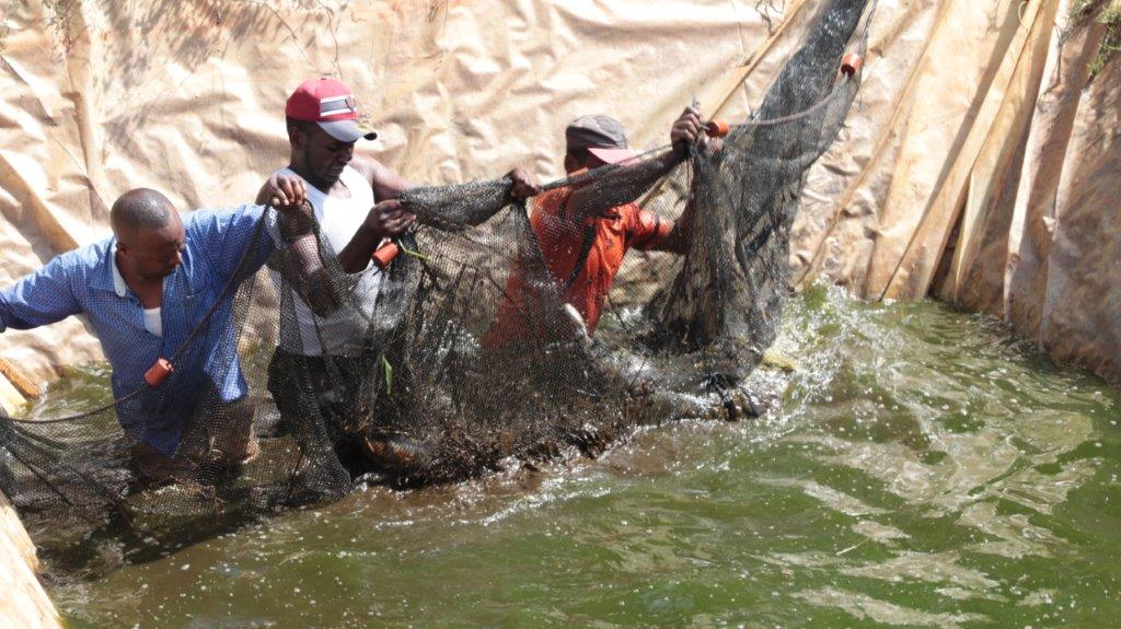 Viskwekers van het platteland. Foto: Charles Mbauni Kanyuguto