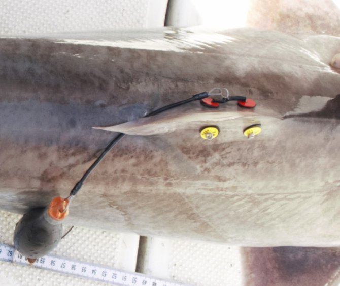 Pop-off satelliet Data Storage tag geplaatst op de rugvin van een ruwe haai (Bron: Niels Brevé)