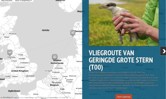 One Sandwich Tern (T00) has made a very special migration route: From Texel to Denmark and then to the west coast of Scotland! Click on the map for the migration route.