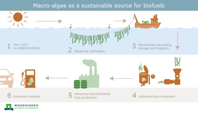 Macro-algae as a sustainable source for biofuels