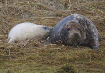 Geboortegebieden grijze zeehonden