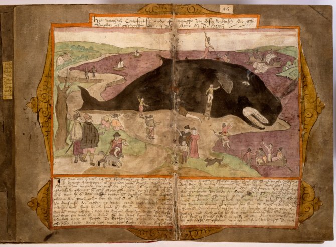 In 1577 spoelde een potvis aan bij Saaftinge / Visboek, Adriaen Coenen (Foto: Koninklijke Bibliotheek)