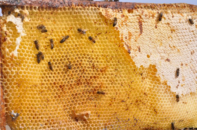 Bijenontlasting in een bijenkast in maart is één van de symptomen van een nosemabesmetting.