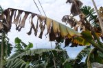 Bananenboom met Panamaziekte