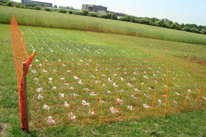Figure 1: Litterbags filled with manure at the experimental field of the 'Droevendaal' farm in Wageningen. These are used to monitor decomposition and N-release patterns under field conditions. The bags are made from material of varying mesh-size to be able to look at the effects of different sized soil fauna on these patterns.