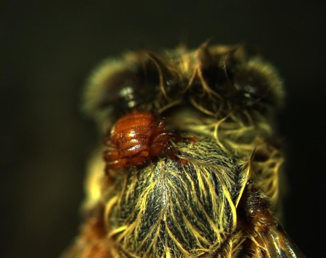 Bee louse (Braula coeca)