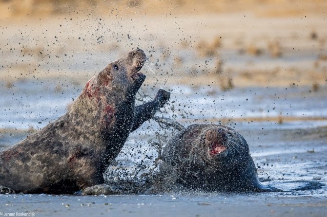 Vechtende grijze zeehonden (foto: Jeroen Hoekendijk)