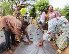 Farmers in Mali learn the cultivation of tomatoes. The plastic reflects sunlight which gives up to 60% less insects.