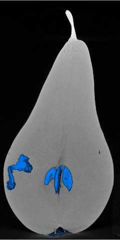 3D-röntgenopname van een peer met aantasting door fruitmot (aan de linker kant). Centraal in de vrucht zijn de pitten zichtbaar. 