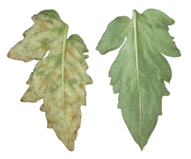 On the left, the leaf of a tomato plant that proved susceptible to the Cladosporium fulvum fungus and on the right, the leaf of a tomato plant that recognised the fungus in time and activated its defences.   