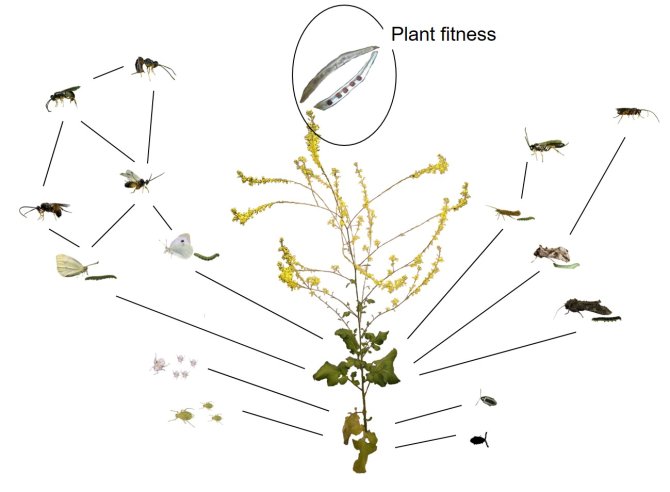 This image visualises in which sequences different insect species attack a mustard plant