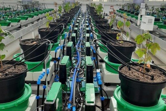 In de kas van NPEC worden planten met hightech apparatuur blootgesteld aan stress. Foto: WUR