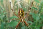 A female of the wasp spider (Argiope bruennichi), a large spider and effective predator of crickets and grasshoppers, but also of other beneficial artropods like bees and wasps. Picture by Bas Allema