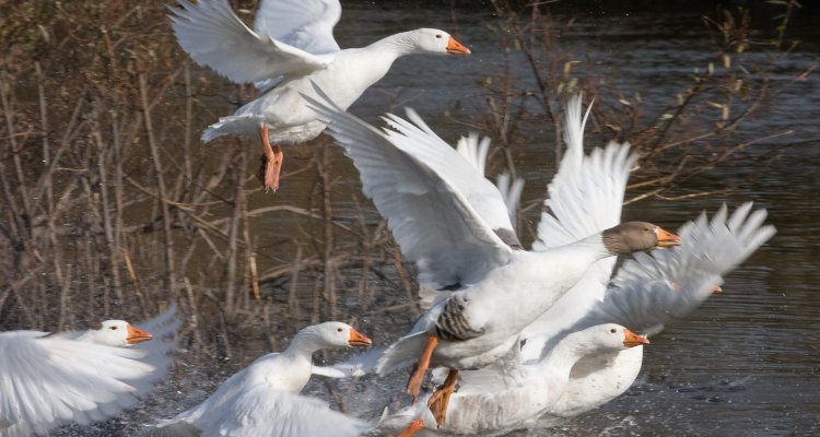 Gevoelige dieren vogelgriep, aviaire influenza (AI)