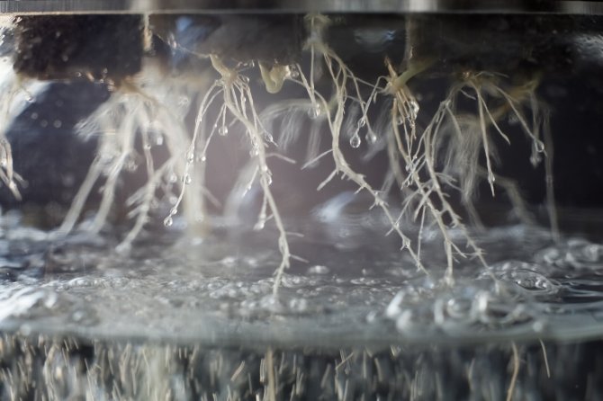 Close-up van een teeltsysteem waarin de wortels van het gewas direct in het water hangen. Bron: Ivan Karpov/Shutterstock.com