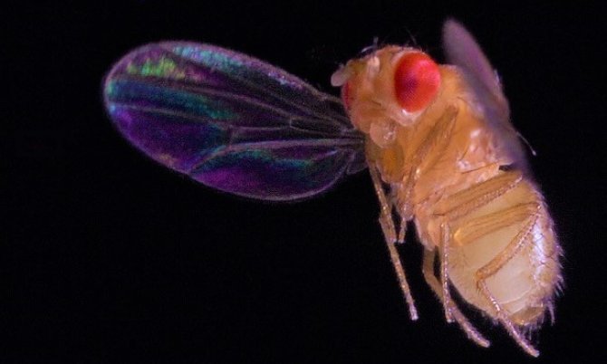 Insecten en drones.jpg