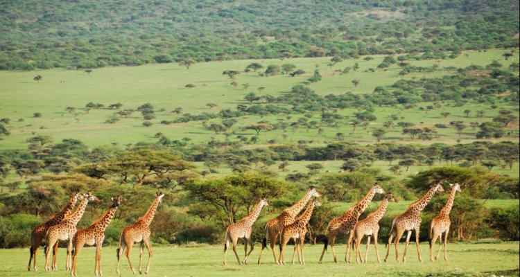 Giraffen op de savanne