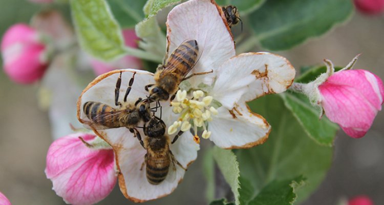 Honeybee Surveillance