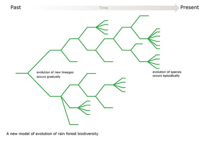  In the turnover evolution model arise evolutionary lines with a more or less constant speed, while the individual species formation takes place abruptly and then happens explosively. (Click to enlarge)