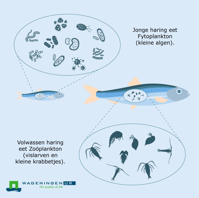 Jonge haring eet Fytoplankton (kleine algen), volwassen haring eet Zoöplankton (vislarven en kleine krabbetjes).