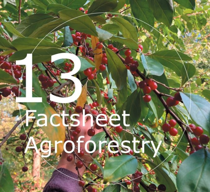 Factsheet Agroforestry 13