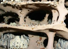 Termites and fungi