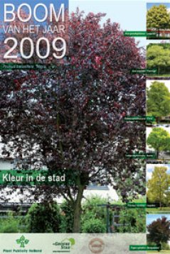 Met de boom van het jaar 2009: Prunus cerasifera 'Nigra'