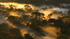 Zonsondergang boven het kronendak in de Amazone.  © Peter van der Sleen