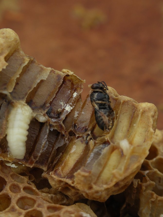De witte uitwerpselen van varroa in een geopende broedcel.