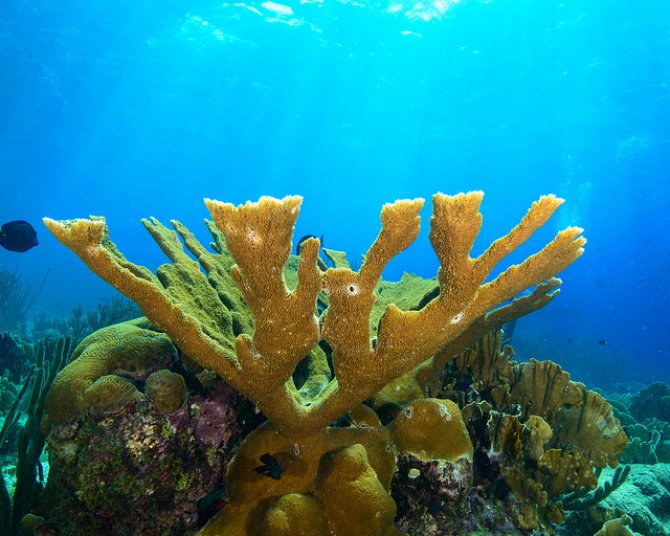 Rifvormende koralen liggen aan de basis van de Caribische ecosystemen.