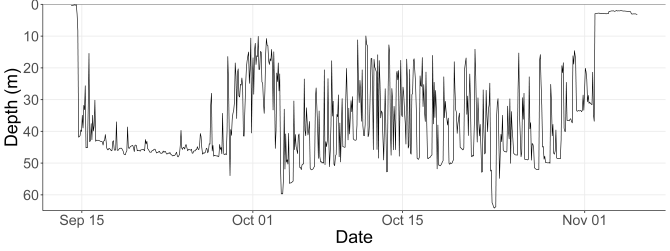Figure 3. Swimming movements of a female spotted ray, 52 cm, tagged north of Ameland on 14 September and recaptured off the English coast on 3 November. Data points are presented at 10-minute intervals. Source: Eleanor Greenway. 