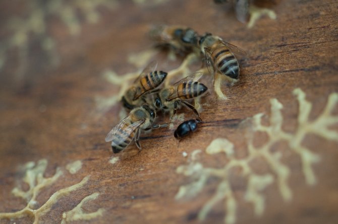 Kleine bijenkastkever (Aethina tumida). Volwassen kever in een bijenvolk. Foto: ©Bram Cornelissen