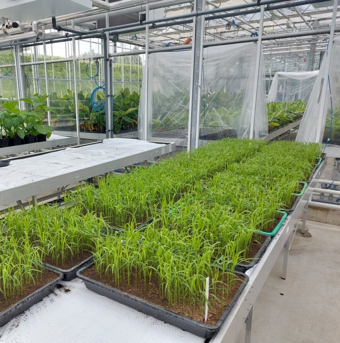 The rice was grown in a greenhouse at Wageningen Plant Research