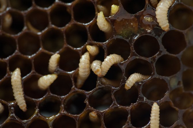 Kleine bijenkastkever (Aethina tumida). Raat geïnfecteerd met larven. Foto: ©Bram Cornelissen