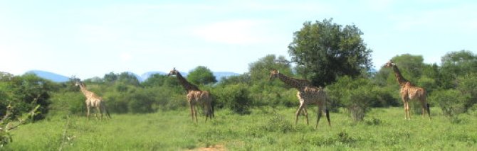 Rangeland-giraffes.jpg