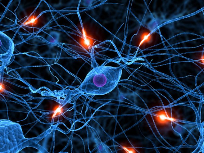 Neuronen, Molecular Life Sciences