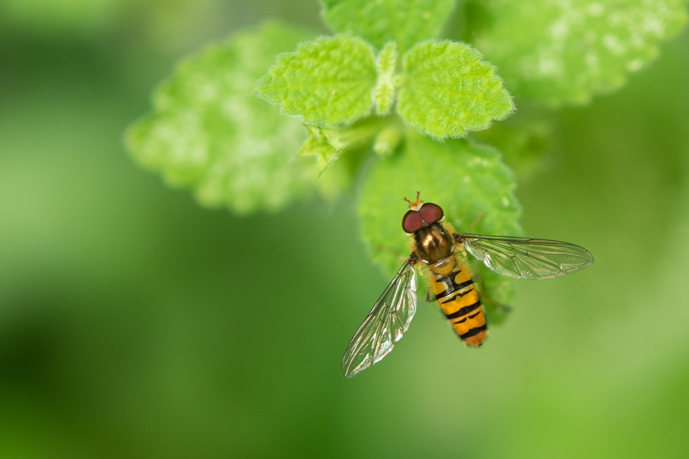 De larven van sommige zweefvliegen zijn natuurlijke vijanden van bladluizen, die behoorlijke schade veroorzaken aan landbouwgewassen.