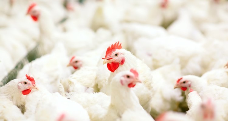 Diagnostics poultry bird diseases