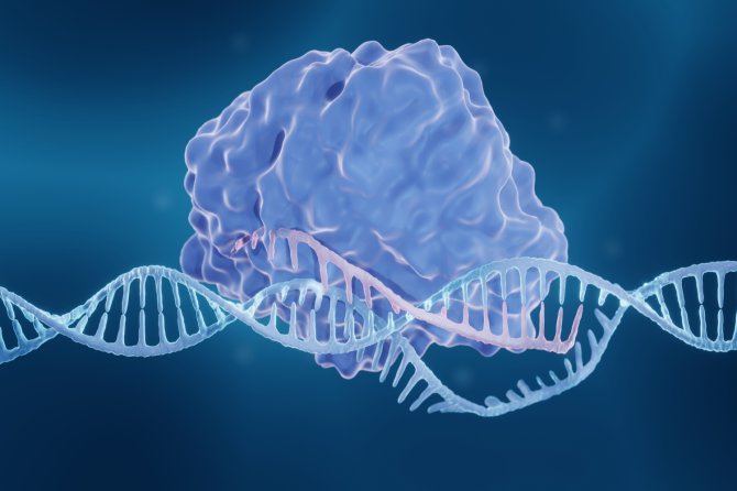 The CRISPR-system